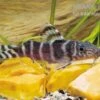 Brichards Fiederbartwels, Synodontis Brichardi 2 Brichards Fiederbartwels, Synodontis Brichardi -Zoohandlung Brichards Fiederbartwels Synodontis brichardi neu