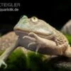 Budgett`s-Frosch, Lepidobatrachus Laevis 1 Budgett`s-Frosch, Lepidobatrachus Laevis -Zoohandlung Budgetts Frosch Lepidobatrachus laevis 1