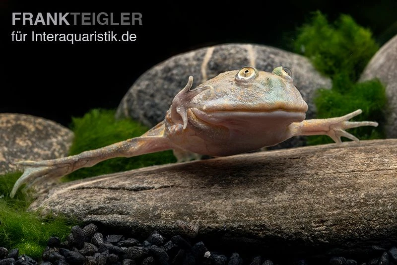Budgett`s-Frosch, Lepidobatrachus Laevis 7 Budgett`s-Frosch, Lepidobatrachus Laevis – Bild 5