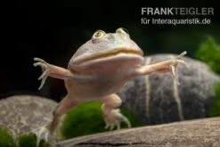Budgett`s-Frosch, Lepidobatrachus Laevis 16 Budgett`s-Frosch, Lepidobatrachus Laevis -Zoohandlung Budgetts Frosch Lepidobatrachus laevis 6