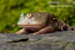 Budgett`s-Frosch, Lepidobatrachus Laevis 17 Budgett`s-Frosch, Lepidobatrachus Laevis -Zoohandlung Budgetts Frosch Lepidobatrachus laevis 7