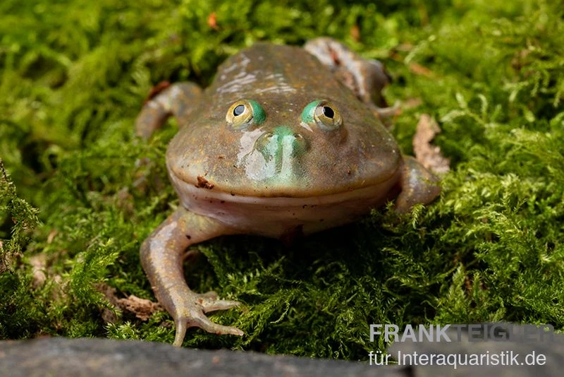 Budgett`s-Frosch, Lepidobatrachus Laevis 10 Budgett`s-Frosch, Lepidobatrachus Laevis – Bild 8