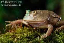 Budgett`s-Frosch, Lepidobatrachus Laevis 19 Budgett`s-Frosch, Lepidobatrachus Laevis -Zoohandlung Budgetts Frosch Lepidobatrachus laevis 9