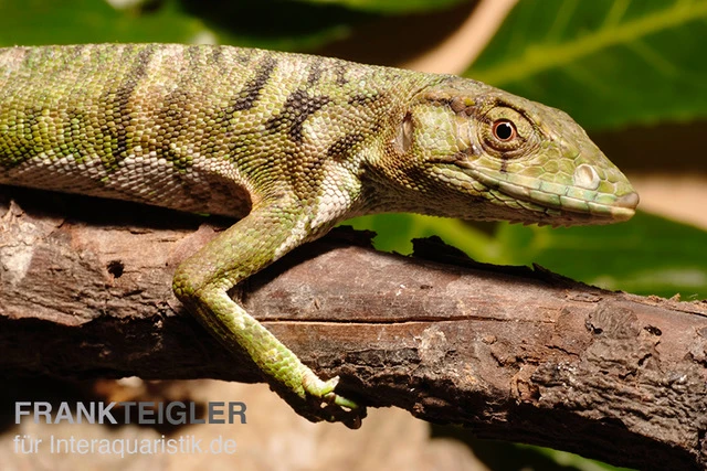 Buntleguan, Polychrus Marmoratus 3 Buntleguan, Polychrus Marmoratus