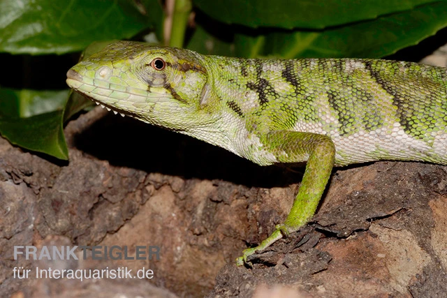 Buntleguan, Polychrus Marmoratus 4 Buntleguan, Polychrus Marmoratus – Bild 2
