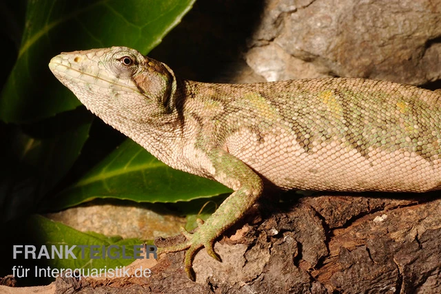 Buntleguan, Polychrus Marmoratus 5 Buntleguan, Polychrus Marmoratus – Bild 3