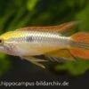 Buntschwanz-Zwergbuntbarsch, Apistogramma Agassizii Doppelrot, Paarweise -Zoohandlung Buntschwanz Zwergbuntbarsch Apistogramma agassizii doppelrot