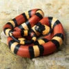 Campbell Dreiecksnatter "Apricot", Lampropeltis Tringulum Campbelli -Zoohandlung Campbells Dreiecksnatter Apricot Lampropeltis tringulum campbelli 3