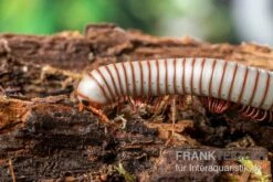 Caudulanus-Tausendfüßer, Spirobolus Caudulanus -Zoohandlung Caudulanus Tausendfuesser Spirobolus caudulanus 3