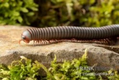 Caudulanus-Tausendfüßer, Spirobolus Caudulanus -Zoohandlung Caudulanus Tausendfuesser Spirobolus caudulanus 4