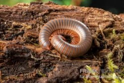 Caudulanus-Tausendfüßer, Spirobolus Caudulanus -Zoohandlung Caudulanus Tausendfuesser Spirobolus caudulanus 5