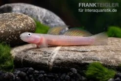 Cebu-Grundel, Sicyopus Cebuensis, 1 Paar