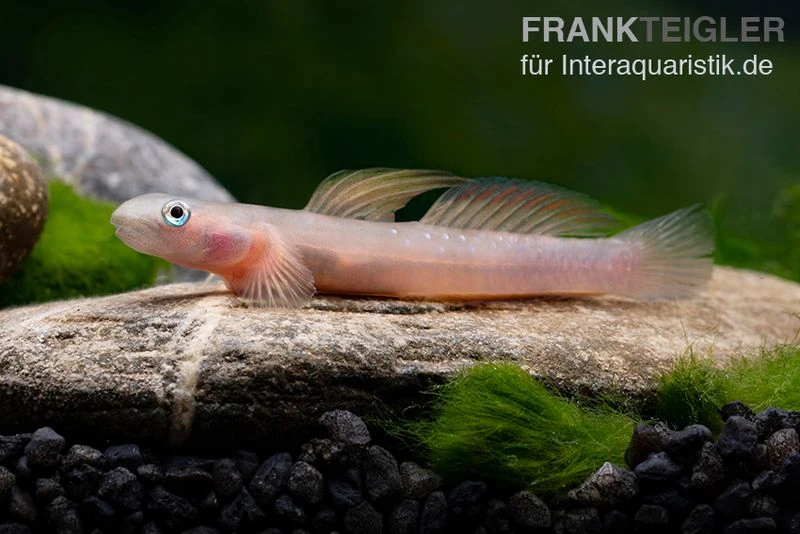 Cebu-Grundel, Sicyopus Cebuensis, 1 Paar 5 Cebu-Grundel, Sicyopus Cebuensis, 1 Paar – Bild 3