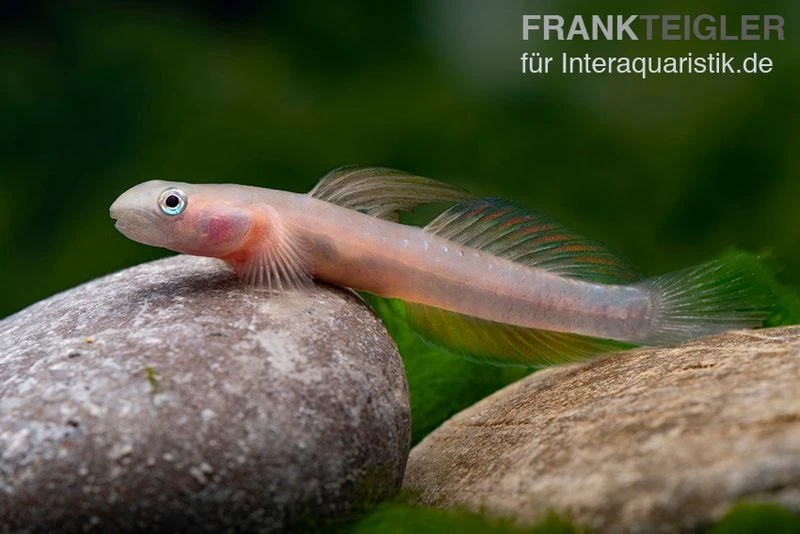 Cebu-Grundel, Sicyopus Cebuensis, 1 Paar 6 Cebu-Grundel, Sicyopus Cebuensis, 1 Paar – Bild 4