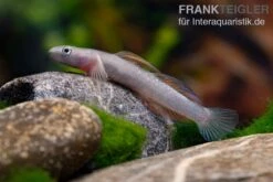 Cebu-Grundel, Sicyopus Cebuensis, 1 Paar 13 Cebu-Grundel, Sicyopus Cebuensis, 1 Paar -Zoohandlung Cebu Grundel Sicyopus cebuensis 5