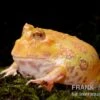 Aprikosefarbener Albino Pacman-Frog, Ceratophrys Cranwelli Apricot -Zoohandlung Ceratophrys cranwelli Apricot