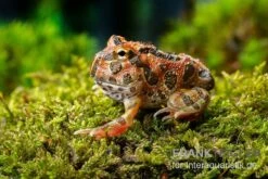 Butterfly Ornated-Pacman-Frog, Ceratophrys Ornata Butterfly Ornated 7 Butterfly Ornated-Pacman-Frog, Ceratophrys Ornata Butterfly Ornated -Zoohandlung Ceratophrys cranwelli Butterfly Ornated 12