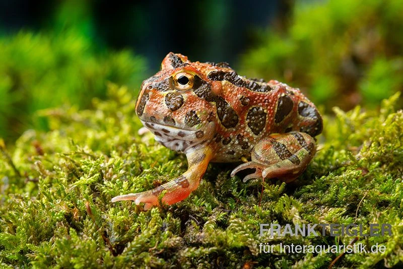 Butterfly Ornated-Pacman-Frog, Ceratophrys Ornata Butterfly Ornated 5 Butterfly Ornated-Pacman-Frog, Ceratophrys Ornata Butterfly Ornated – Bild 3