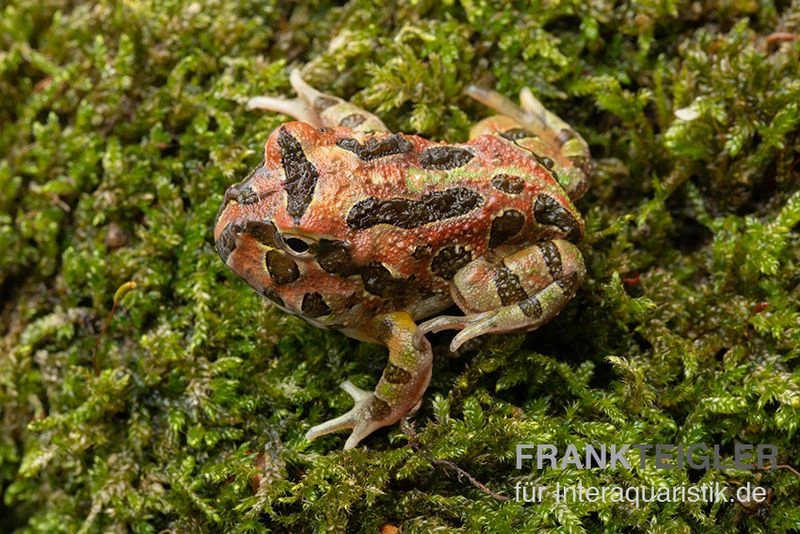 Butterfly Ornated-Pacman-Frog, Ceratophrys Ornata Butterfly Ornated 4 Butterfly Ornated-Pacman-Frog, Ceratophrys Ornata Butterfly Ornated – Bild 2