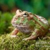 Camouflage-Pacman-Frog, Ceratophrys Cranwelli Camouflage -Zoohandlung Ceratophrys cranwelli Camouflage 1