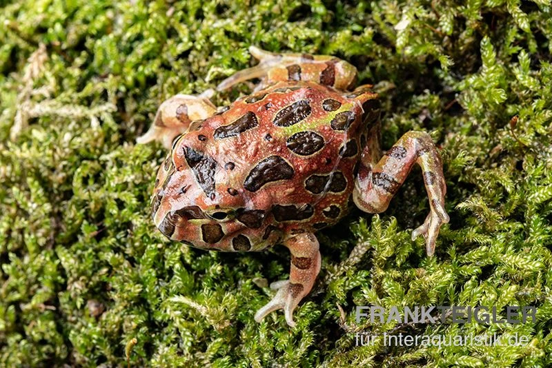 High Red Ornated-Pacman-Frog, Ceratophrys Cranwelli High Red Ornated 4 High Red Ornated-Pacman-Frog, Ceratophrys Cranwelli High Red Ornated – Bild 2