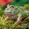 Peppermint-Pacman-Frog, Ceratophrys Cranwelli Peppermint 1 Peppermint-Pacman-Frog, Ceratophrys Cranwelli Peppermint -Zoohandlung Ceratophrys cranwelli Peppermint 7