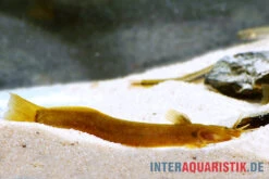 Cerinum-Wels, Amblyceps Cerinum 9 Cerinum-Wels, Amblyceps Cerinum -Zoohandlung Cerinum Wels Amblyceps cerinum 1