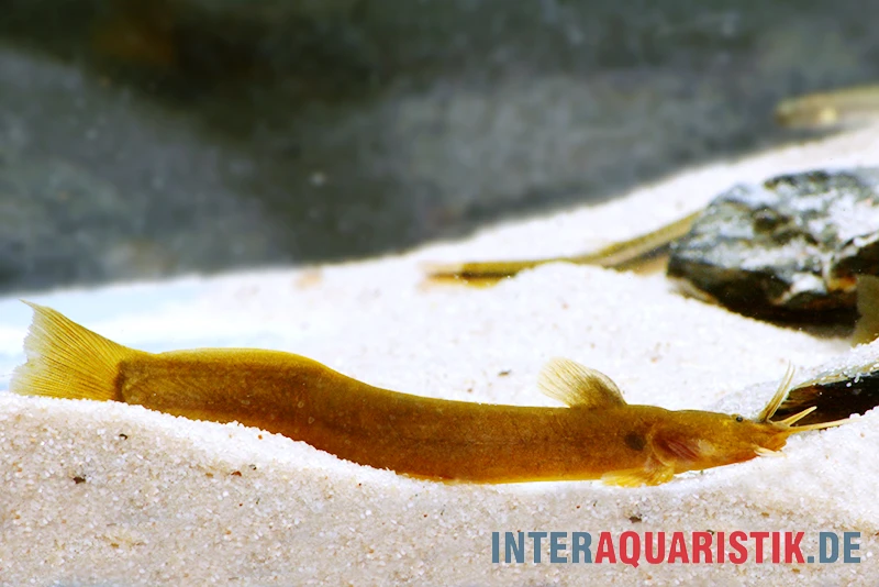 Cerinum-Wels, Amblyceps Cerinum 6 Cerinum-Wels, Amblyceps Cerinum – Bild 4