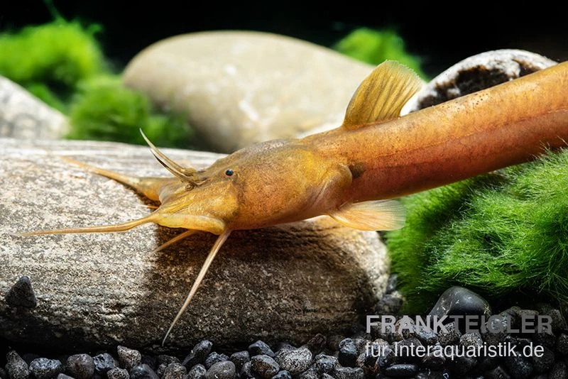 Cerinum-Wels, Amblyceps Cerinum 4 Cerinum-Wels, Amblyceps Cerinum – Bild 2