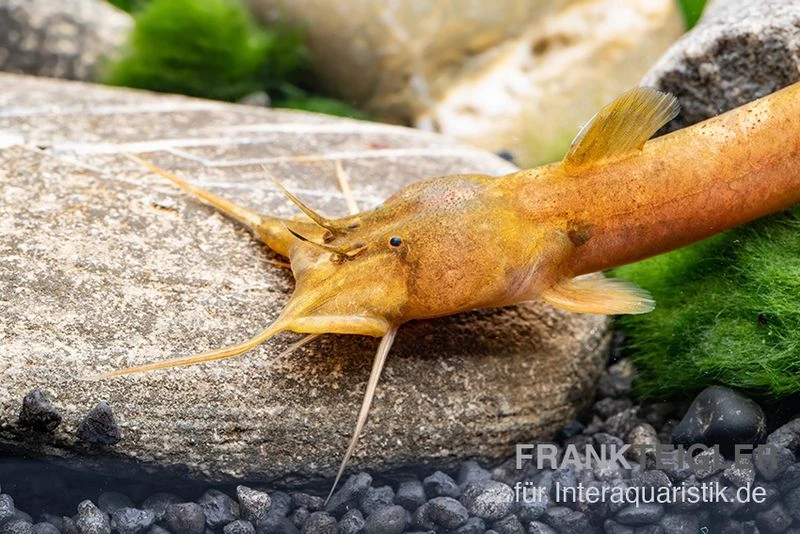 Cerinum-Wels, Amblyceps Cerinum 3 Cerinum-Wels, Amblyceps Cerinum