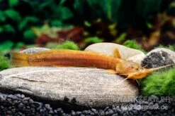 Cerinum-Wels, Amblyceps Cerinum 8 Cerinum-Wels, Amblyceps Cerinum -Zoohandlung Cerinum Wels Amblyceps cerinum 3