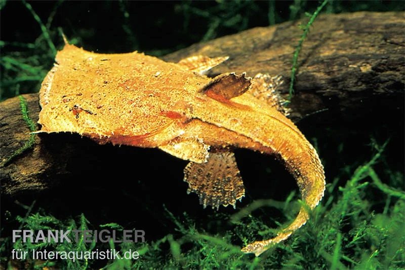 Großmaulwels, Chaca Chaca 3 Großmaulwels, Chaca Chaca