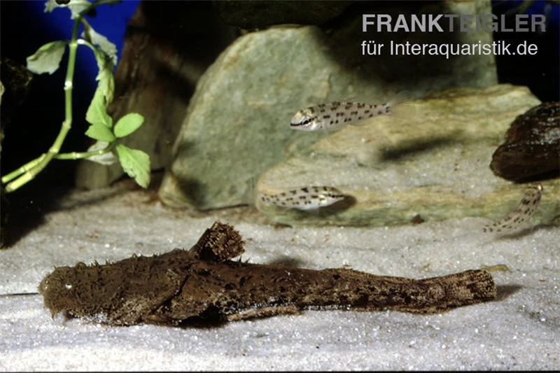 Großmaulwels, Chaca Chaca 4 Großmaulwels, Chaca Chaca – Bild 2