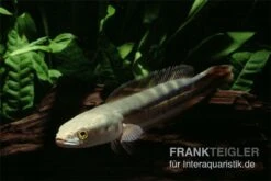 Goldlinienschlangenkopffisch, Channa Micropeltes -Zoohandlung Channa micropeltes Goldlinienschlangenkopf 3