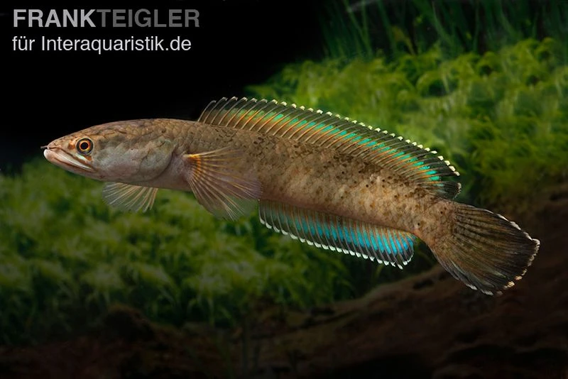 True Blue Schlangenkopf, Channa Sp. „True Blue Snakehead“ 8 True Blue Schlangenkopf, Channa Sp. „True Blue Snakehead“ – Bild 6