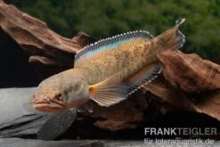 True Blue Schlangenkopf, Channa Sp. „True Blue Snakehead“ 15 True Blue Schlangenkopf, Channa Sp. „True Blue Snakehead“ -Zoohandlung Channa spec 2 True Blue 24