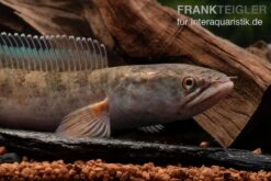 True Blue Schlangenkopf, Channa Sp. „True Blue Snakehead“ 12 True Blue Schlangenkopf, Channa Sp. „True Blue Snakehead“ -Zoohandlung Channa spec 2 True Blue 8