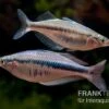 Wapoga-Regenbogenfisch, Chilatherina Alleni "Wapoga", 5 Tiere -Zoohandlung Chilaterina alleni Wapoga 12