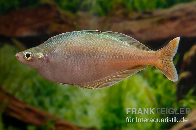 Blehers-Regenbogenfisch, Chilatherina Bleheri, 5 Tiere 3 Blehers-Regenbogenfisch, Chilatherina Bleheri, 5 Tiere