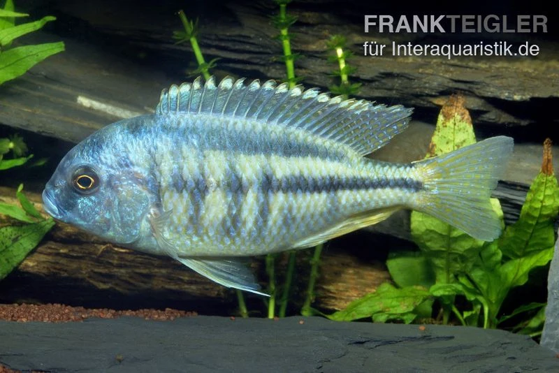Schneckenfressender Buntbarsch, Chilotialapia Rhoadesii, DNZ 3 Schneckenfressender Buntbarsch, Chilotialapia Rhoadesii, DNZ