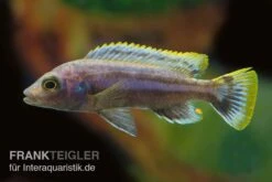 Chipoka Maulbrüter, Melanochromis Chipokae, DNZ -Zoohandlung Chipoka Maulbrueter Melanochromis chipokae 2