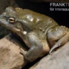 Coloradokröte, Bufo Alvarius