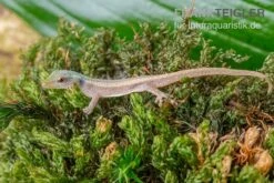 Conrau`s Zwerggecko, Lygodactylus Conraui 7 Conrau`s Zwerggecko, Lygodactylus Conraui -Zoohandlung Conraus Zwerggecko Lygodactylus conraui 3