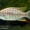 Copadichromis Virginalis Yellow Crest, DNZ -Zoohandlung Copadichromis virginalis Yellow Crest