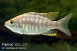 Copadichromis Virginalis Yellow Crest, DNZ