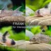 10x Panzerwels Im Mix, Corydoras Sp. 1 10x Panzerwels Im Mix, Corydoras Sp. -Zoohandlung Corydoras Mix 1