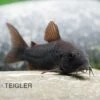 Schwarzer Metallpanzerwels, Corydoras Aeneus BLACK VENEZUELA, DNZ!