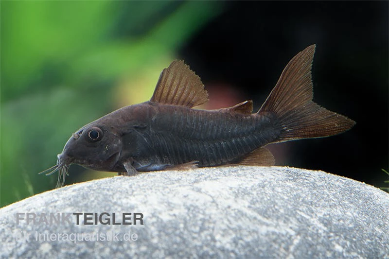Schwarzer Metallpanzerwels, Corydoras Aeneus BLACK VENEZUELA, DNZ! 4 Schwarzer Metallpanzerwels, Corydoras Aeneus BLACK VENEZUELA, DNZ! – Bild 2