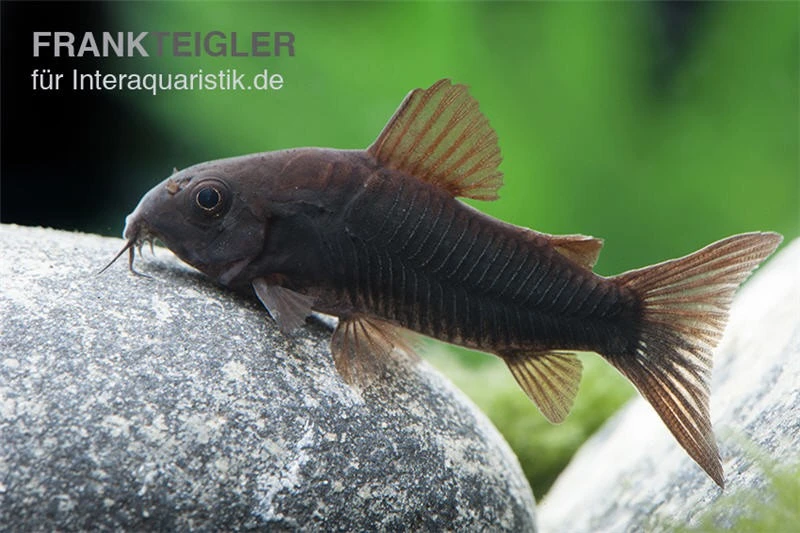 Schwarzer Metallpanzerwels, Corydoras Aeneus BLACK VENEZUELA, DNZ! 5 Schwarzer Metallpanzerwels, Corydoras Aeneus BLACK VENEZUELA, DNZ! – Bild 3