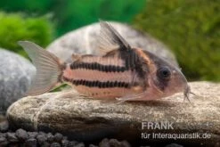 Corydoras Aff. Bifasciatus CW 127 "Super Parallelus" -Zoohandlung Corydoras sp aff parallelus CW127 11